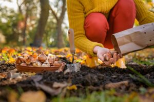 Autumn Gardening Sowing and Growing Plants