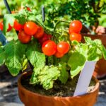 GROW TOMATOES IN A POT