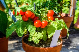 GROW TOMATOES IN A POT