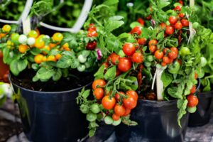 How to Look After Tomato Plants