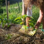 How to Protect Plants in Winter