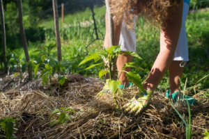 How to Protect Plants in Winter